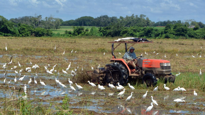 El 82% del agua con que cuenta el país se usa en los predios agrícolas, y de esta el 70%  se pierde por la implementación de un inadecuado sistema de riego.