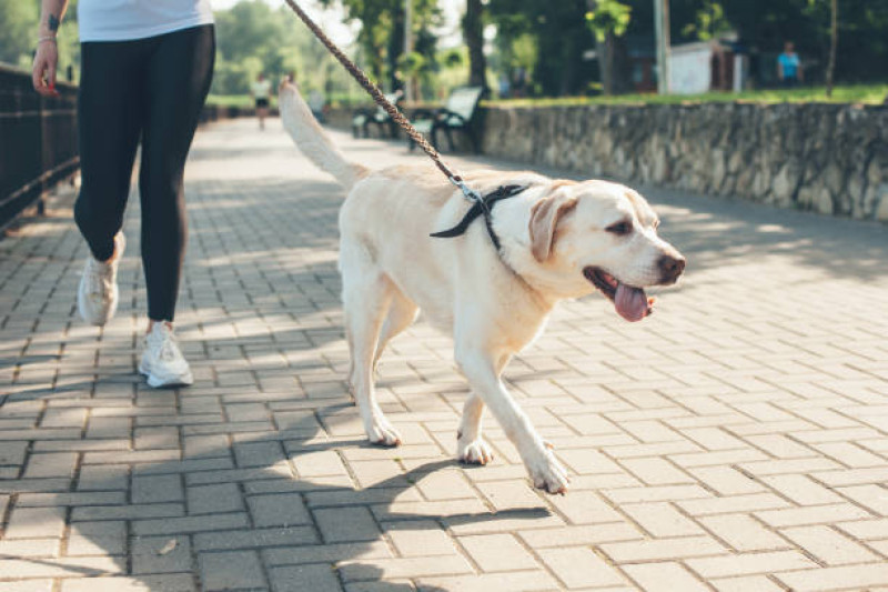 Pasear mascota.