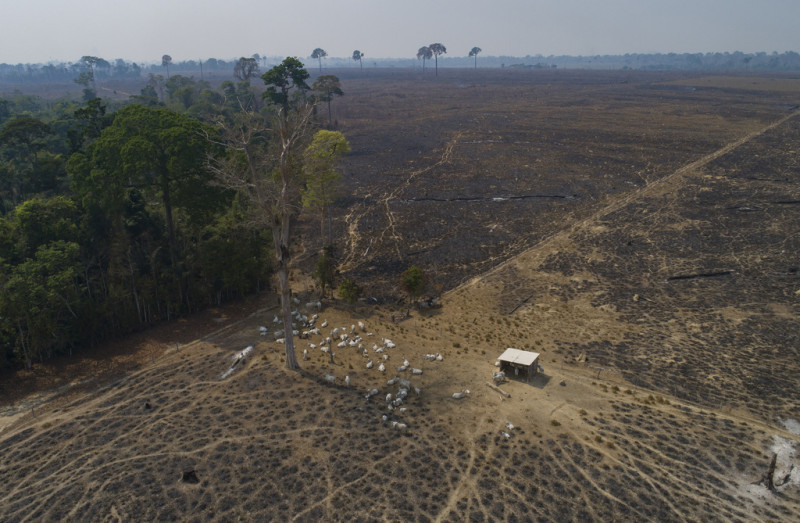 El ganado pastando en tierras recientemente quemadas y deforestadas por ganaderos cerca de Novo Progresso, estado de Pará, Brasil, el 23 de agosto de 2020.