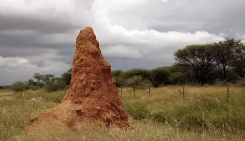 Termitero o nido de termitas