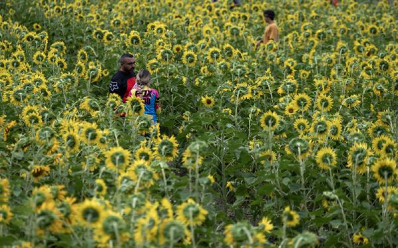 Campo de Girasoles en México