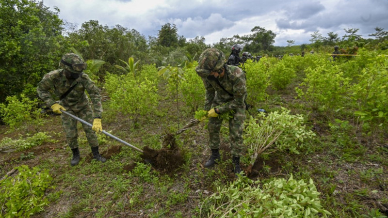 Militares en un campo de cultivo de sustancias controladas.