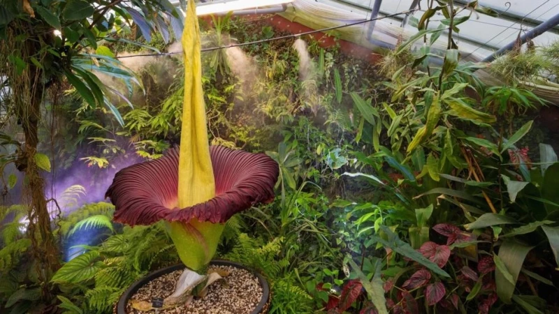 Un "Amorphophallus titanum", la flor más grande del mundo, floreció el 11 de julio de 2023 en el Jardín Botánico de Villers-lès-Nancy.