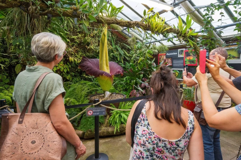 Visitantes observan el "Amorphophallus titanum", la flor más grande del mundo, mientras florece por primera vez el 11 de julio de 2023 en el Jardín Botánico de Villers-lès-Nancy.