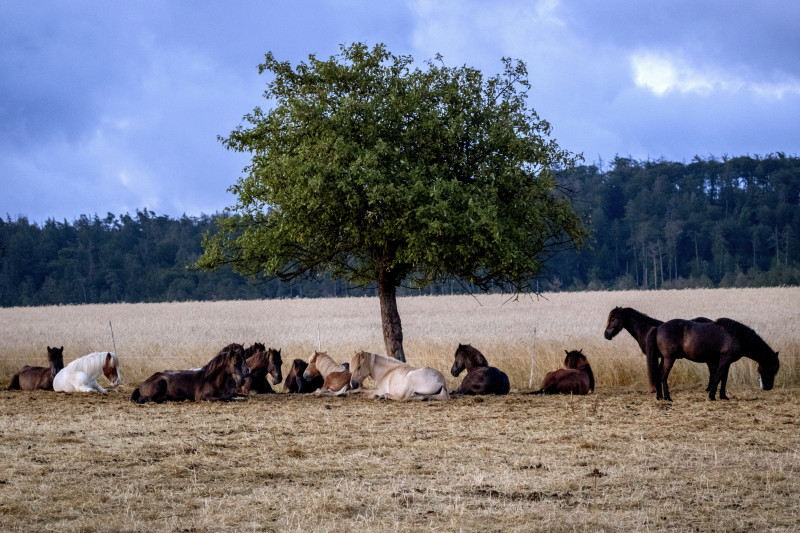 Caballos islandeses descansan bajo un árbol en un campo de cría en Wehrheim, cerca de Fráncfort, Alemania, 16 de julio de 2023.