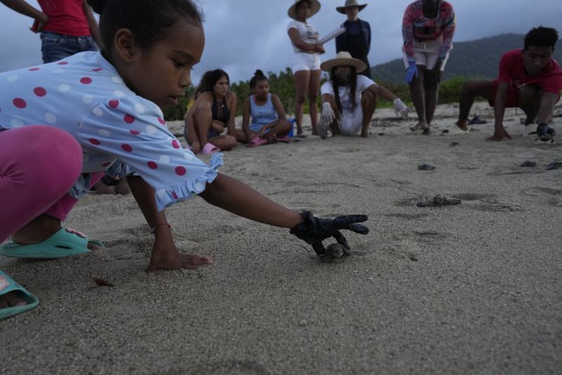 Una niña ayuda a una cría de tortuga marina Cardón (Dermochelys coriacea) a dirigirse al océano después de ser liberada por conservacionistas que las protegen de los depredadores en la playa de La Sabana, Venezuela, el domingo 16 de julio de 2023.