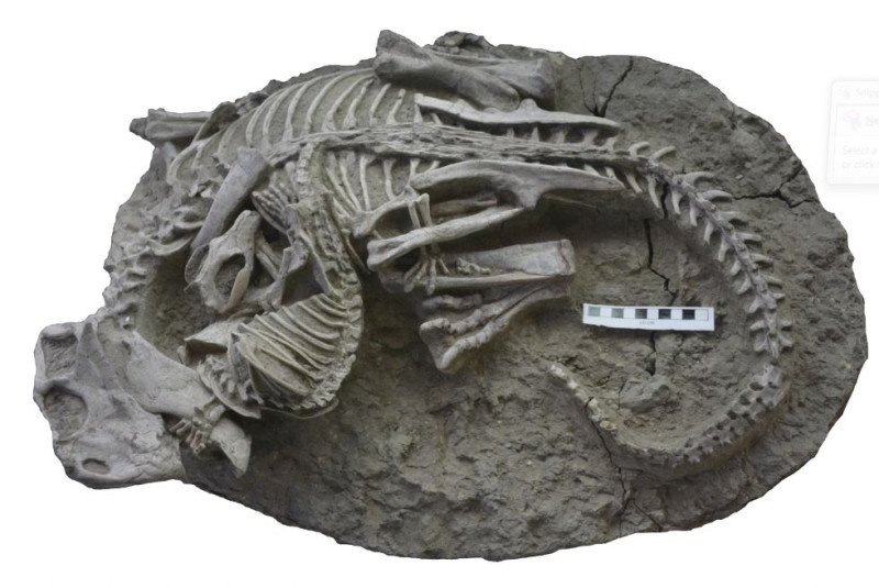 Fotografía del fósil facilitada por el museo canadiense