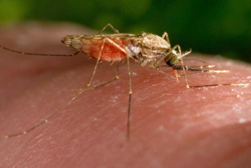Mosquito Anopheles gambiae, transmisor de la malaria.