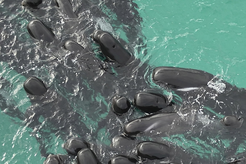 En esta fotografía proporcionada por el Departamento de Biodiversidad, Conservación y Atracciones de Australia, una manada de ballenas piloto se agrupa en la playa de Cheynes, Australia, el martes 25 de julio de 2023.