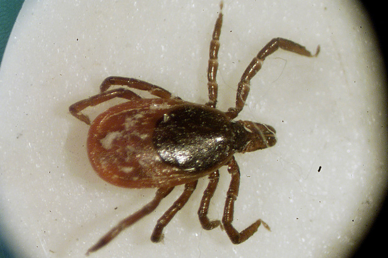 Una garrapata de venado vista mediante un microscopio en el laboratorio de entomología de la Universidad de Rhode Island en South Kingstown, en marzo de 2002.