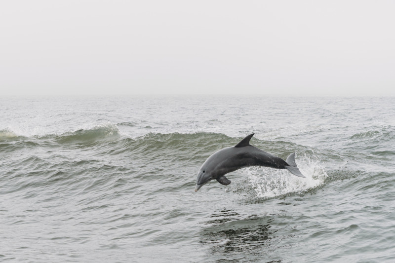 Imagen ilustrativa de un delfín.