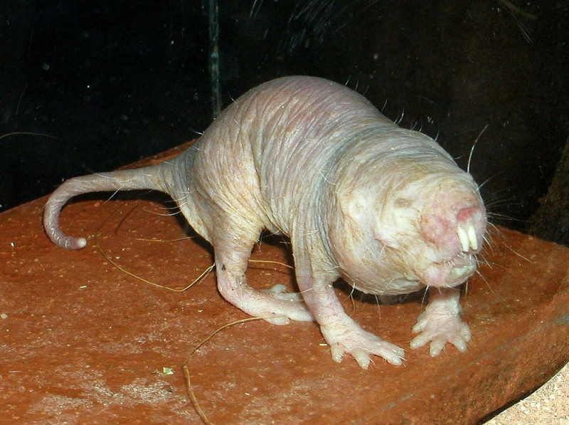 ‘Heterocephalus glabe’ es el nombre científico de la rata topo desnuda.