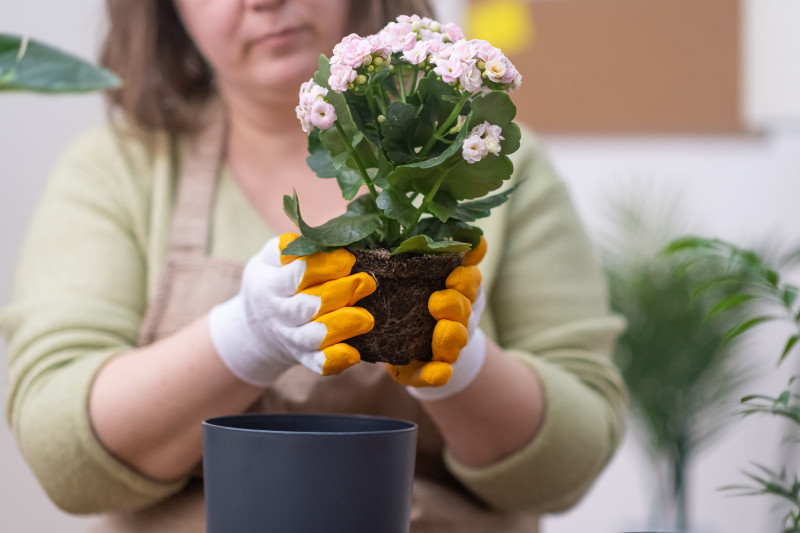 Mujer trasplantando un Kalanchoe a una maceta. Foto: Kronos Homes.