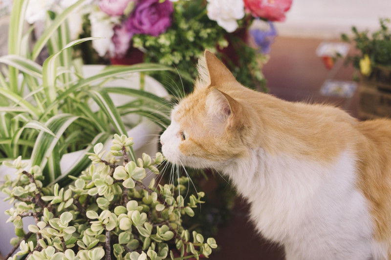 Algunas plantas pueden ser tóxicas para los gatos. Foto: Kronos Homes.