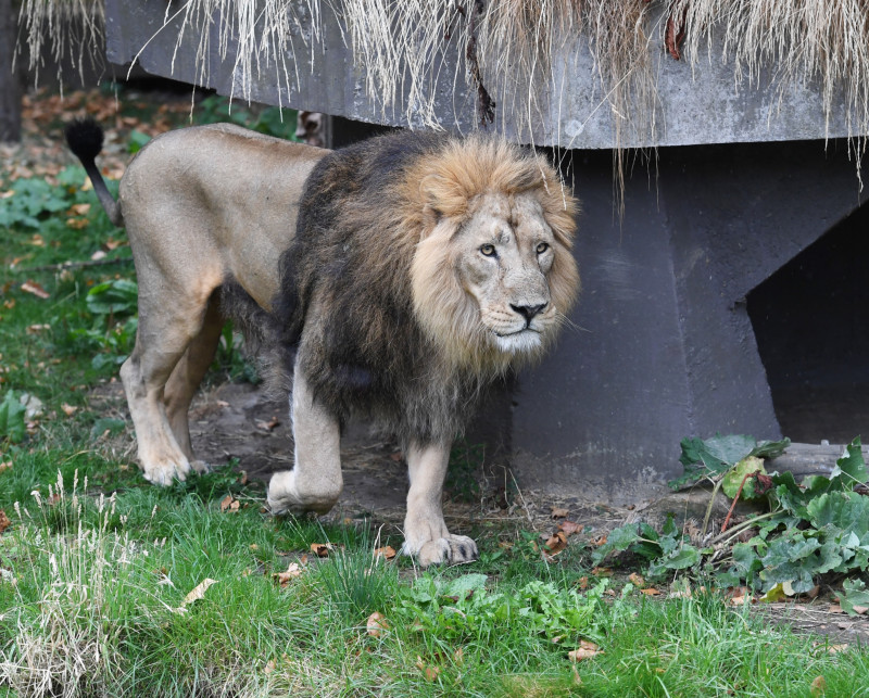 Un león pasea en el zoo de Londres. Los machos lucen una gran melena, cuya tonalidad varia del marrón claro al negro. EFE/ Facundo Arrizabalaga