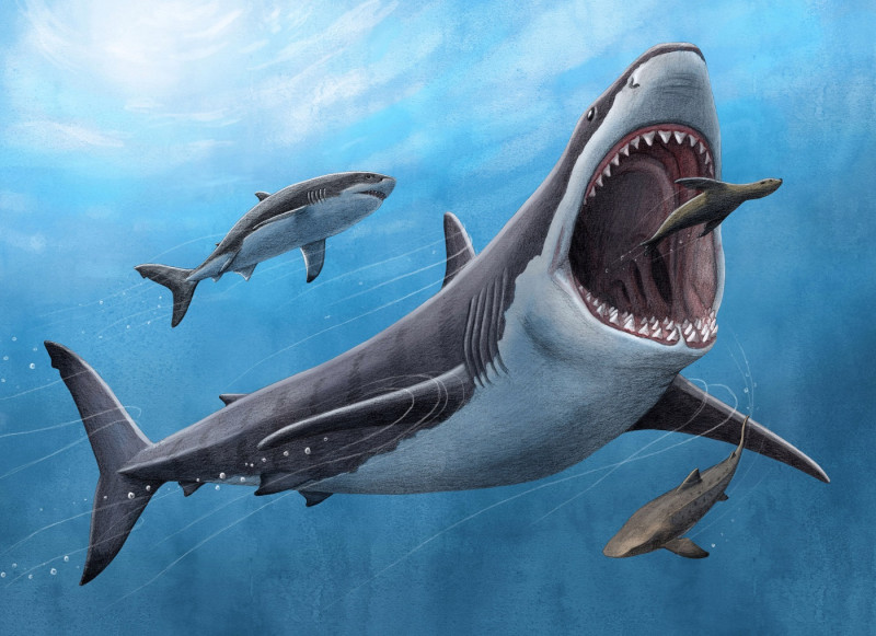 Ilustración de un tiburón Megalodón, extinguido hace 3,6 millones de año. Foto: UCLA y Alex Boersma/PNAS.