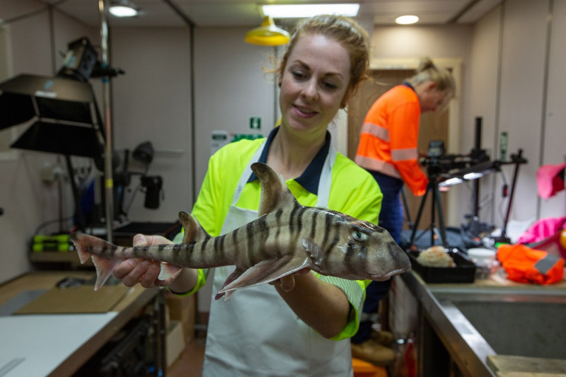 Helen O'Neill, con un tiburón de cuerno rayado no descrito. Foto: CSIRO/Frederique Olivier.
