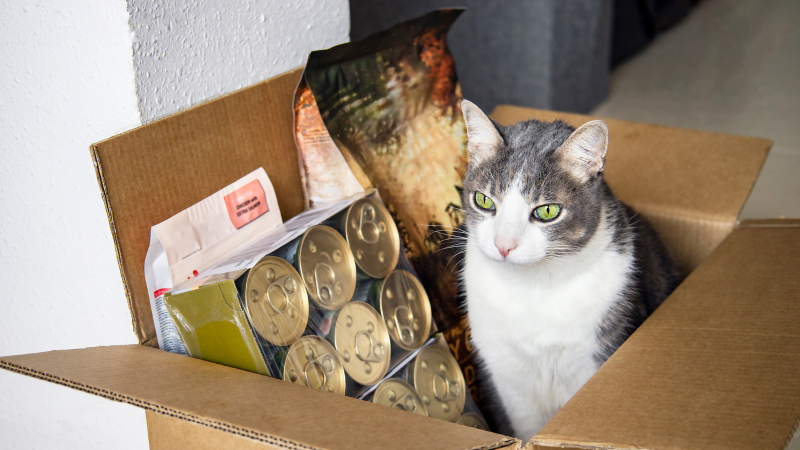 Gato en una caja con diferentes tipos de alimento