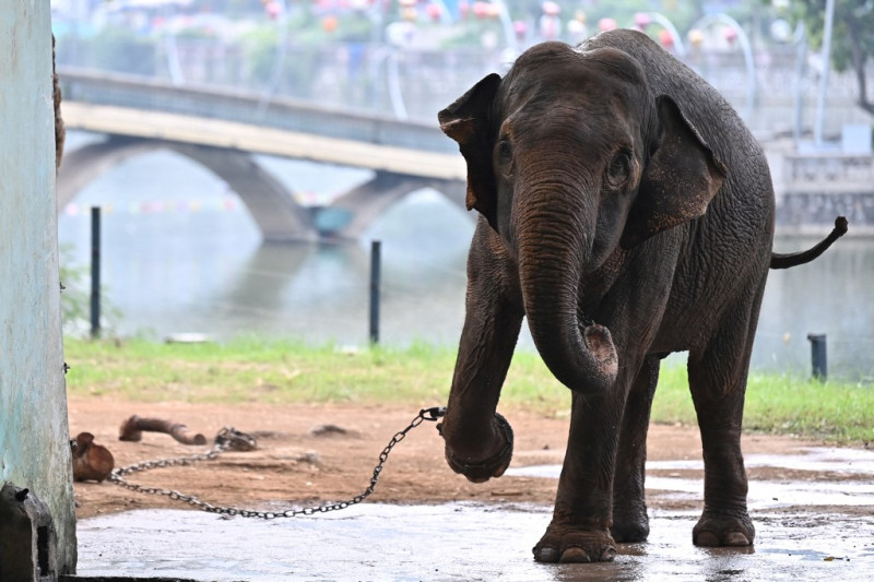 Un elefante con una pata encadenada en el Zoológico de Hanoi
