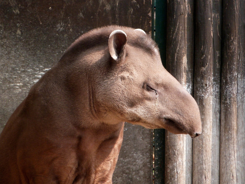 Tapir