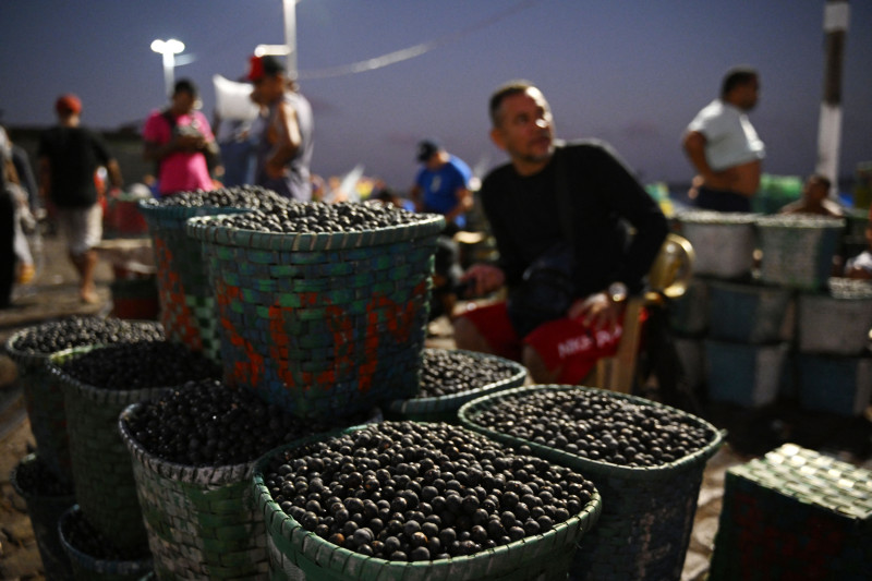 Vista del fruto açaí.