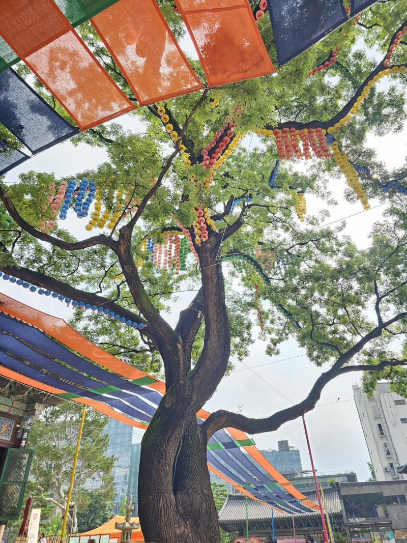 Faroles de colores cuelgan de las ramas del árbol de pagoda ubicado frente al salón principal. Se cree que este árbol tiene alrededor de 500 años.
