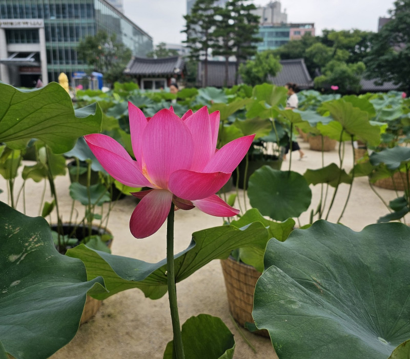 En julio y agosto el templo celebra el festival del loto, flor que simboliza la pureza en el budismo. Otras celebraciones incluyen el nacimiento de Buda (en primavera) y el festival del crisantemo (en otoño).