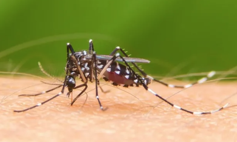 El dengue lo transmite el mosquito aedes aegypti, el cual se cría en aguas limpias.