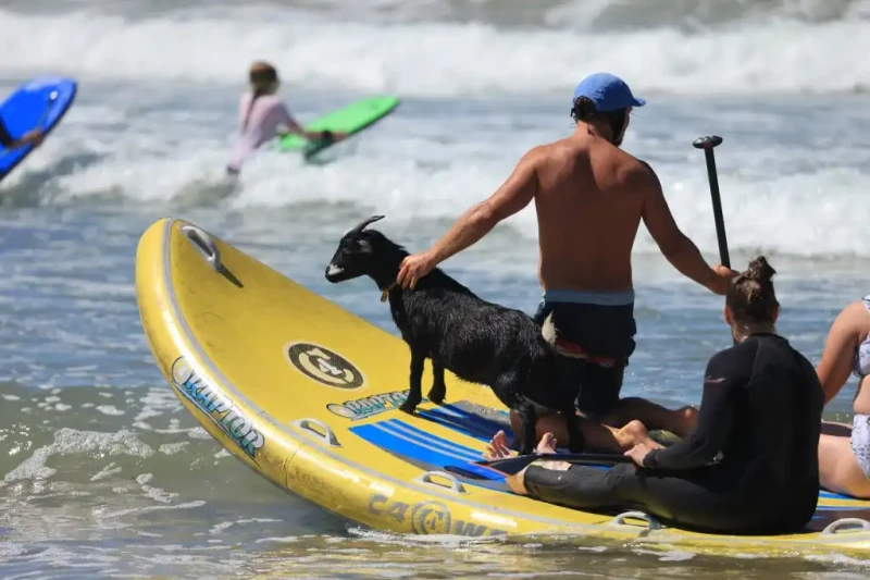 Cabras surfeando en California