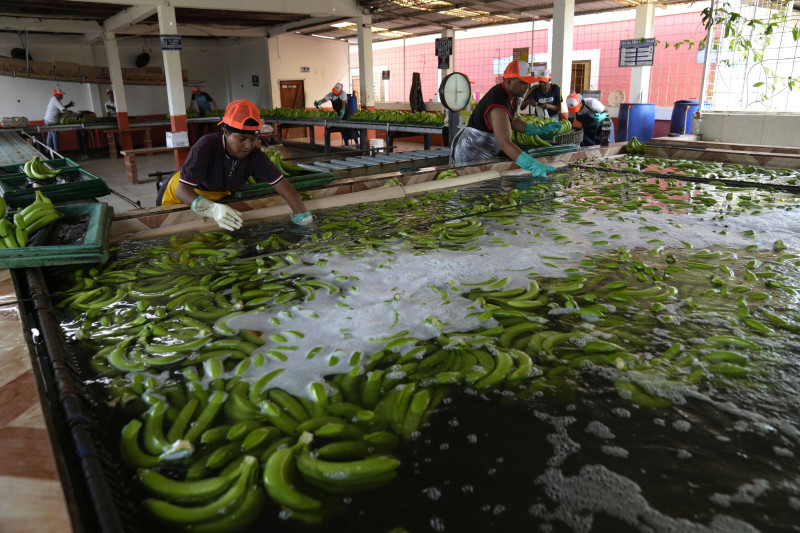 Bananas recién cosechadas son lavadas en una granja, el martes 15 de agosto de 2023, en Los Ríos, Ecuador.