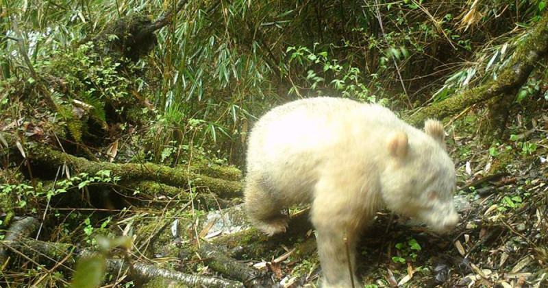 Oso panda albino