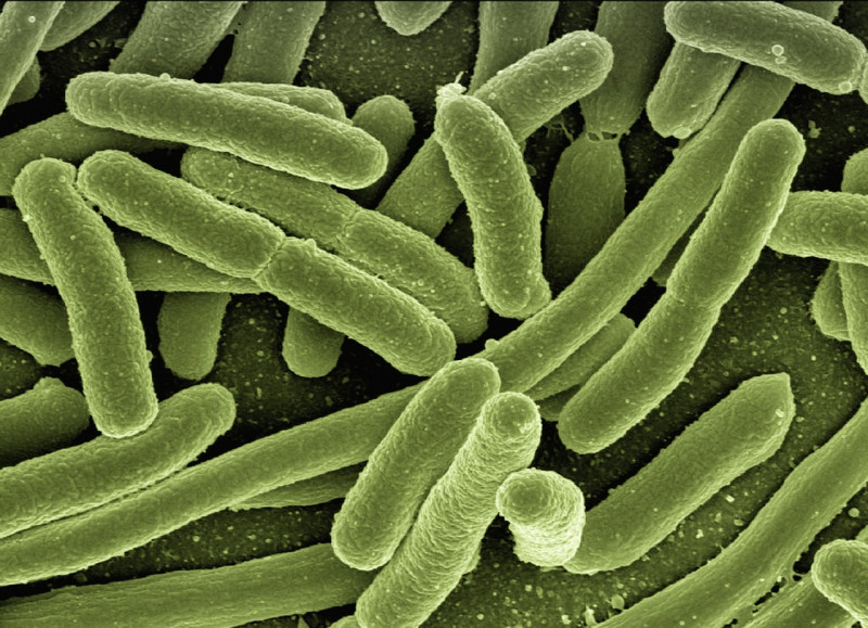 Fotografía ilustrativa de bacteria.