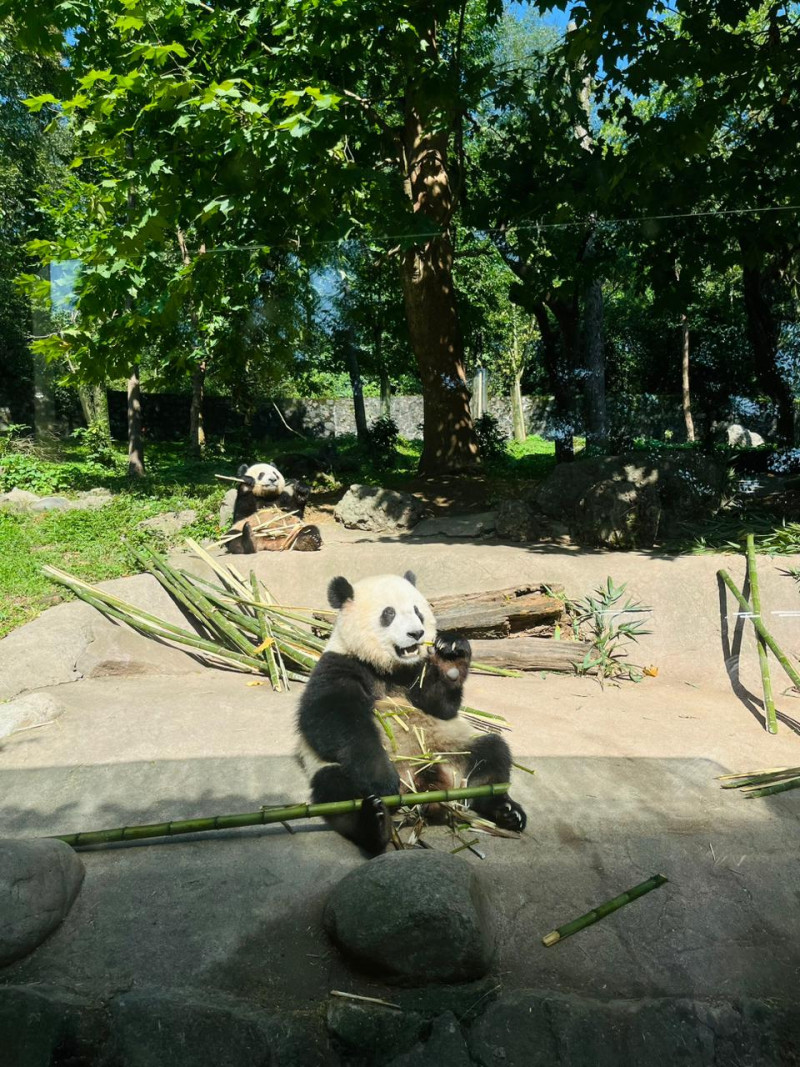 Osos pandas, mientras comen bambú