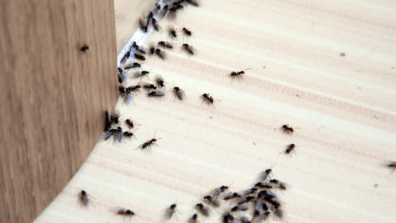 Insectos en el suelo de una casa.