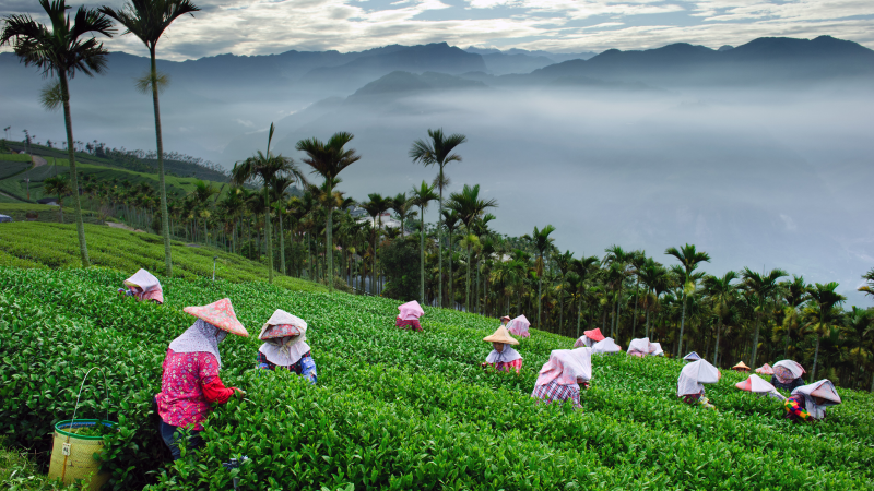 Bosque de té en China