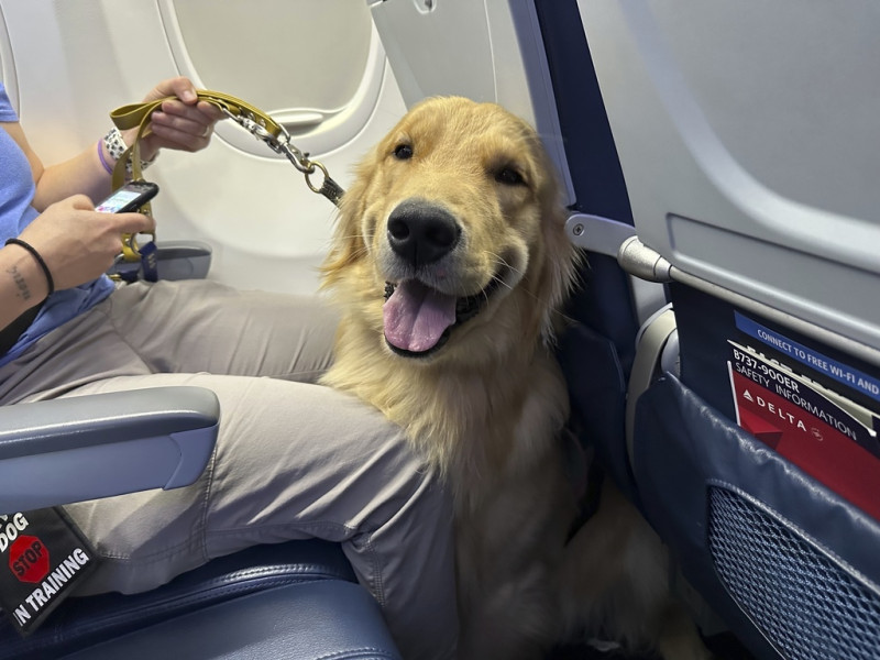 Un cachorro se sienta en un avión durante un ejercicio de entrenamiento en el aeropuerto metropolitano de Detroit, el martes 19 de septiembre de 2023, en Romulus, Muchigan.