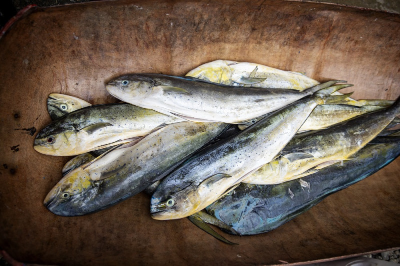 El dorado es un pelágico oceánico común en los mares cálidos y templados. Es uno de los pescados más apreciados.