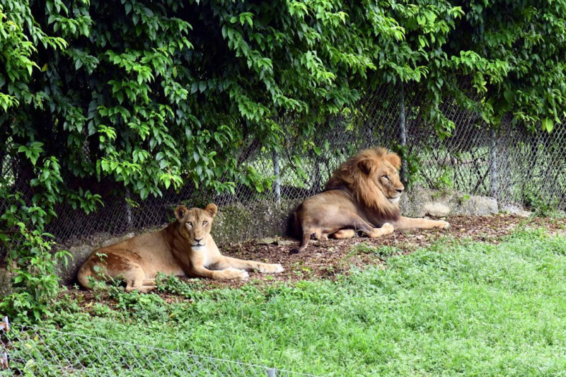 Leones africanos, uno de los mayores atractivos del Parque Zoológico Nacional.