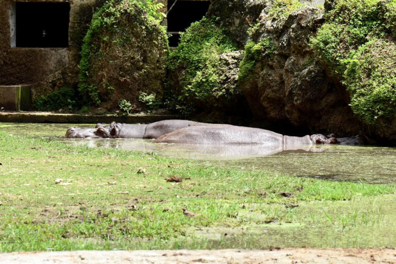 Hipopótamos en el agua. Es el lugar en el que más tiempo pasan en Zoodom.