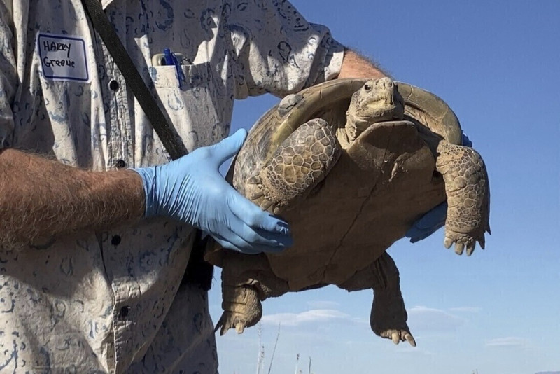 El herpetólogo Harry Greene sostiene una tortuga del Bolsón para liberarla en la Hacienda Armendaris el viernes 22 de septiembre de 2023, en Engle, Nuevo México.