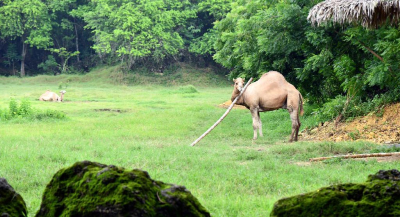 Camellos del zoológico Camilo y Quisqueya la bella.
