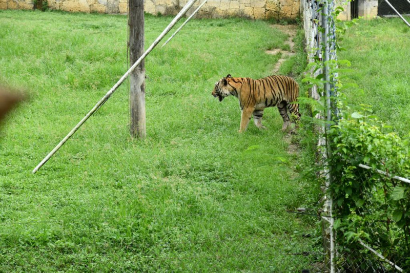 Tigre en el zoológico.