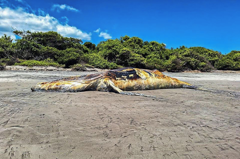 El cuerpo del cetáceo será enterrado en una fosa profunda en la arena para que los restos no generen un foco de contaminación.