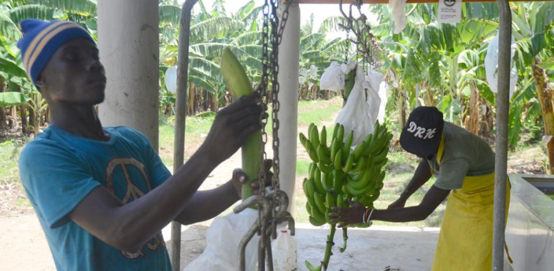 Trabajadores haitianos durante una jornada laboral en una finca de cultivo de banano.