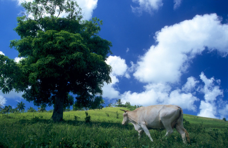Un proyecto de soluciones verdes para la ganadería fue implementado entre 2020 y 2022 por la FAO.