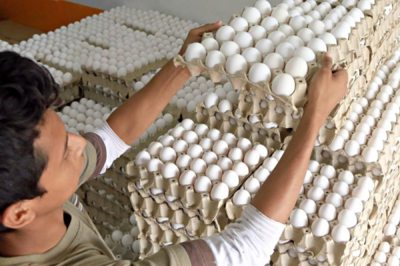 Productores llevarán huevos podridos al Monumento del Agricultor en Moca.