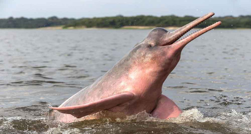 Delfín de río.