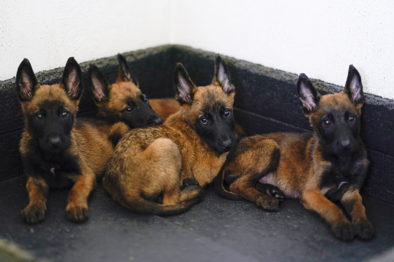 Los cachorros se convertirán algún día en perros de rescate o detectarán drogas y explosivos, tras recibir formación básica en el centro.