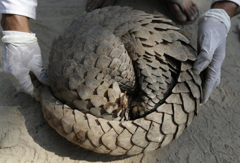 Pangolin