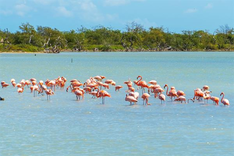 Fueron liberados este lunes a 18 flamencos rosados en el departamento colombiano de La Guajira.